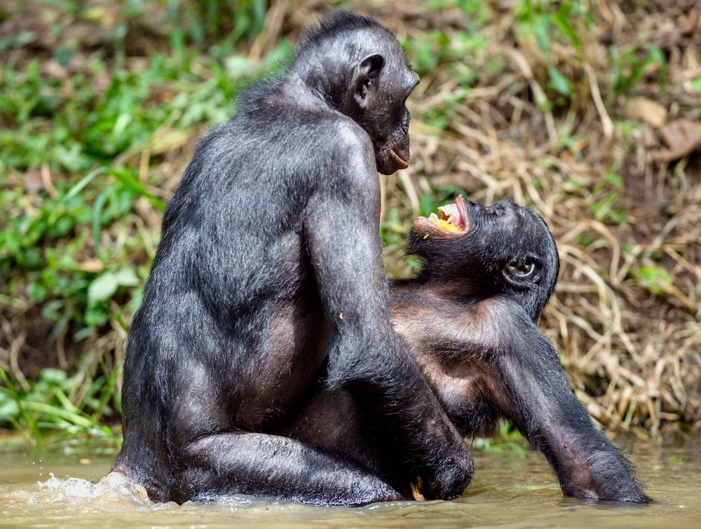 Bonobos making love in a pond